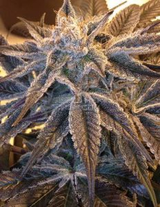 Second-generation-genetics-purple-terps_ba11bf96-d0b2-4005-9e1e-bb522d680923.jpg