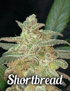 Second-generation-genetics-shortbread_3cb79b68-560d-4a01-ad15-d75dcbeab03a.jpg
