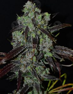 Stretch (Regular) - Second Generation Genetics