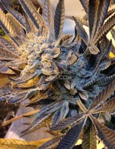Second-generation-genetics-velvet-ropes