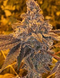 Seed(space)junky(space)genetics(space)la(space)kush(space)cake(space)feminized