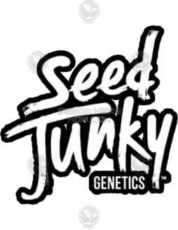 Seed Junky Genetics - Kush Mints x Triangle Kush BX3 {REG} [12pk]seed-junky-ph