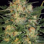 Auto White Russian (Autoflower) - Serious Seeds