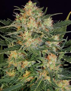 Auto White Russian {AUTOFEM}