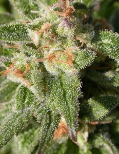 Serious Seeds