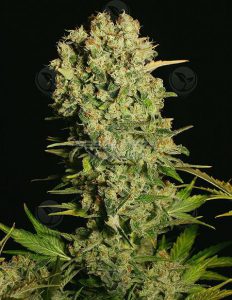 Serious-seeds-chronic-feminized_3003039b-3b60-4368-894e-c0a102897265. Jpg