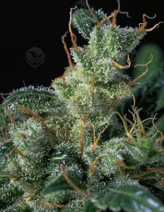 Serious-seeds-kali-mist_52ad8cb7-a70c-435b-9e45-f9a09449a7b7. Jpg
