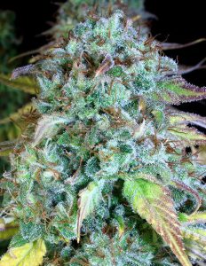 Serious-seeds-serious-happiness-feminized_ea4fc109-5067-4b1e-9320-9e2c8e4537b4.jpg
