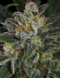 Serious-seeds-serious-kush-feminized_60d76884-39fc-4863-96d4-00033ef1cff2. Jpg