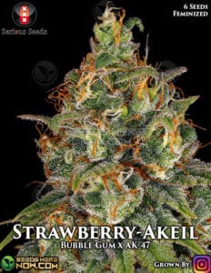 Strawberry-akeil - Serious Seeds