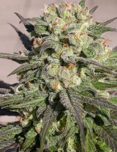 Serious-seeds-warlock_e58ee9c5-6313-483f-81c2-eee8b6a7a03f.jpg