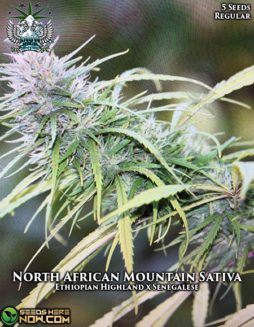 Snow High Seeds - North African Mountain Sativa {REG} [5pk]snow-high-north-african-mountain-sativa