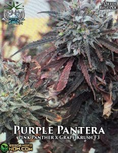 Purple Pantera (Regular) - Snow High Seeds