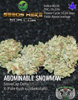 Buy-marijuana-seeds