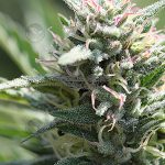 Kaleidos Dope (Regular) - Snow High Seeds