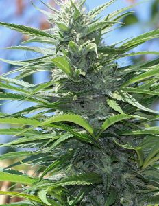 Magic Man (Regular) - Snow High Seeds
