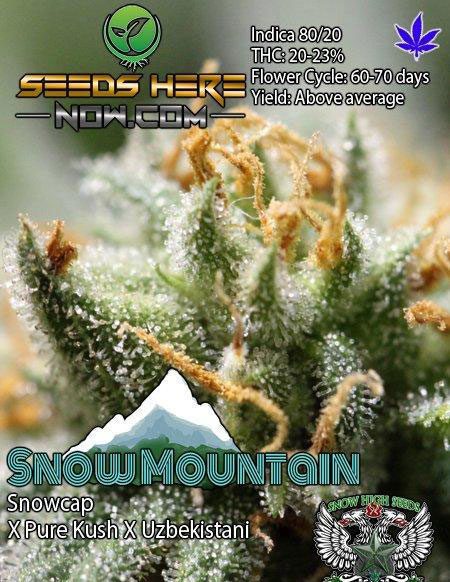 Buy-marijuana-seeds