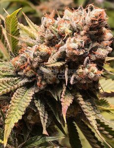 Solfire-gardens-babadook_718b16e5-411c-4aae-aef2-a7ca74aeb957. Jpg