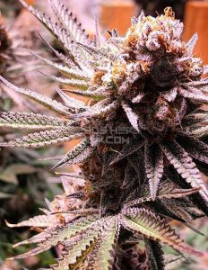 Solfire-gardens-bad-n-boujee_f5ddbd7c-fd48-4dd7-8dd2-332985fc8fc6. Jpg
