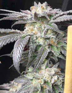 Solfire-gardens-black-banana
