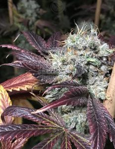Solfire-gardens-grim-bastard-og_5b92f3f2-8364-4ce0-81b2-fc35370f9014. Jpg