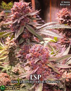 LSP (Regular) (space) Solfire Gardens