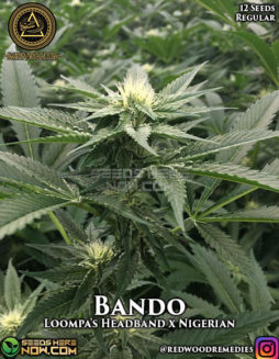 Swamp Boys Seeds - Bando {FEM} [6pk] RETIREDBuy-marijuana-seeds