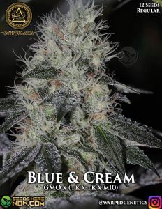 Blue & cream (regular) - swamp boys seeds