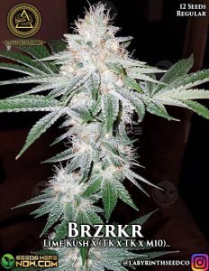 Brzrkr (regular) - swamp boys seeds