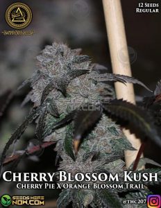 Cherry blossom kush (regular) - swamp boys seeds