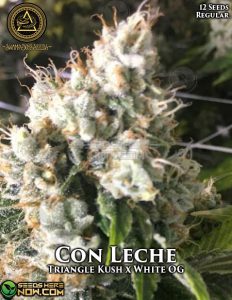 Con Leche (Regular) - Swamp Boys Seeds