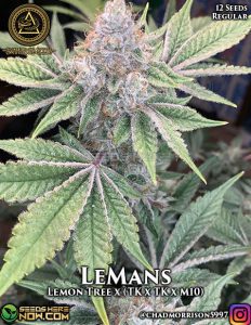 Lemans (regular) - swamp boys seeds