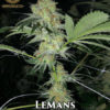 Lemans (regular) - Swamp Boys Seeds