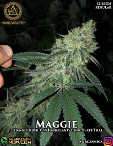 Maggie (regular) - swamp boys seeds