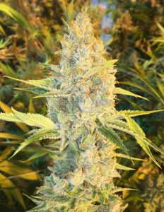 Ebony and ivory (feminized) - swamp boys seeds