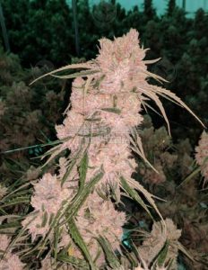 Gilz Nilz (Regular) - Swamp Boys Seeds