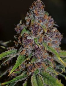 Swamp-boys-seeds-guru