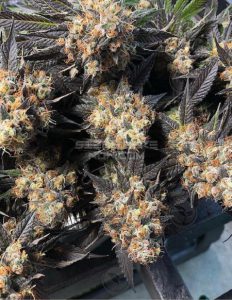 Hells bells (regular) - swamp boys seeds