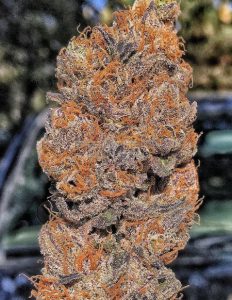 swamp-boys-seeds-layer-cake