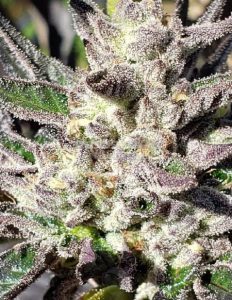 Lemon royale (regular) - swamp boys seeds