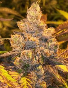Pink Sands (Regular) - Swamp Boys Seeds
