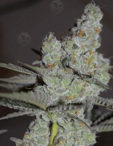 Velvet glove (feminized) - swamp boys seeds