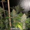 Shoki (regular) - Swamp Boys Seeds