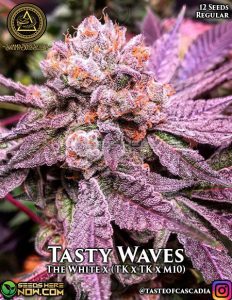 Tasty waves (regular) - swamp boys seeds