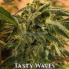 Tasty waves (regular) - swamp boys seeds
