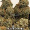 Tasty waves (regular) - swamp boys seeds