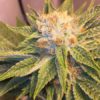 White on White (regular) - Swamp Boys Seeds