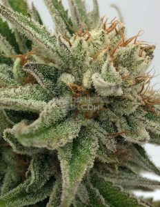 White on White (Regular) - Swamp Boys Seeds