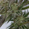 White on White (regular) - Swamp Boys Seeds