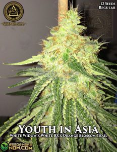 Youth in Asia (regular) - Swamp Boys Seeds